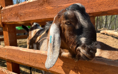 Anglonubijský kozel Joe – Farmapark u Toma